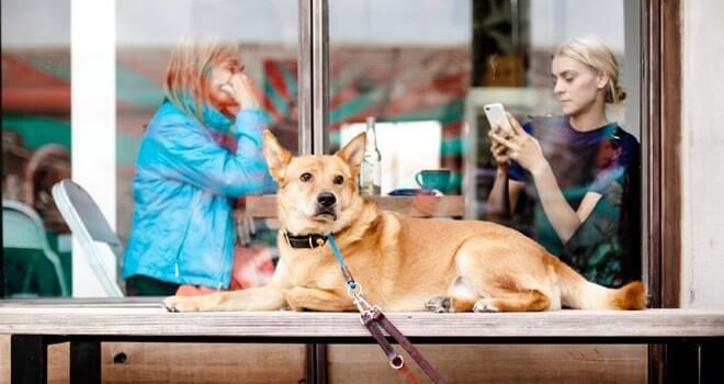 Dog on bench as owner uses smart phone